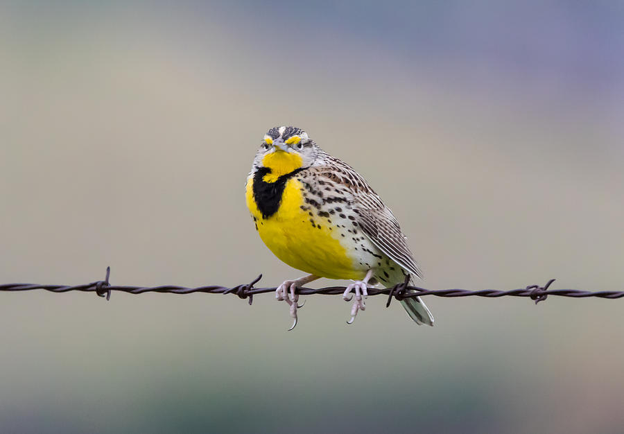 Meadowlark Stare Photograph by Marc Crumpler
