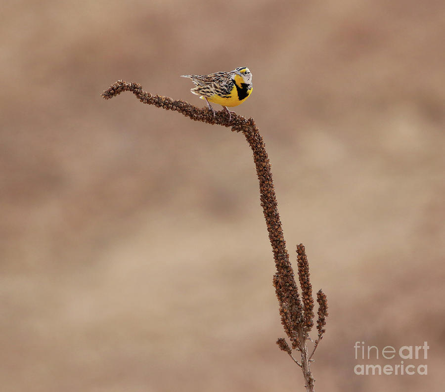 Meadowlark upon the common mullein Photograph by Elizabeth Winter