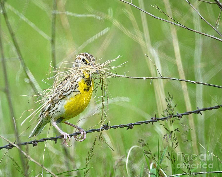 Western Meadowlark with Nest Material Photograph by Timothy Flanigan ...