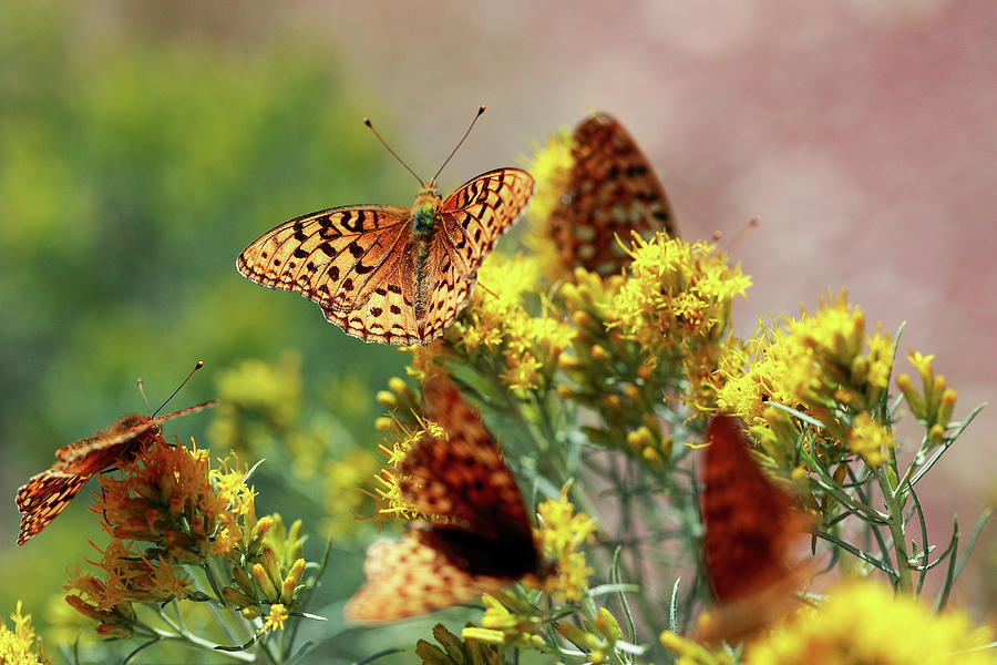 Meagher County Butterflies Photograph by Todd Klassy