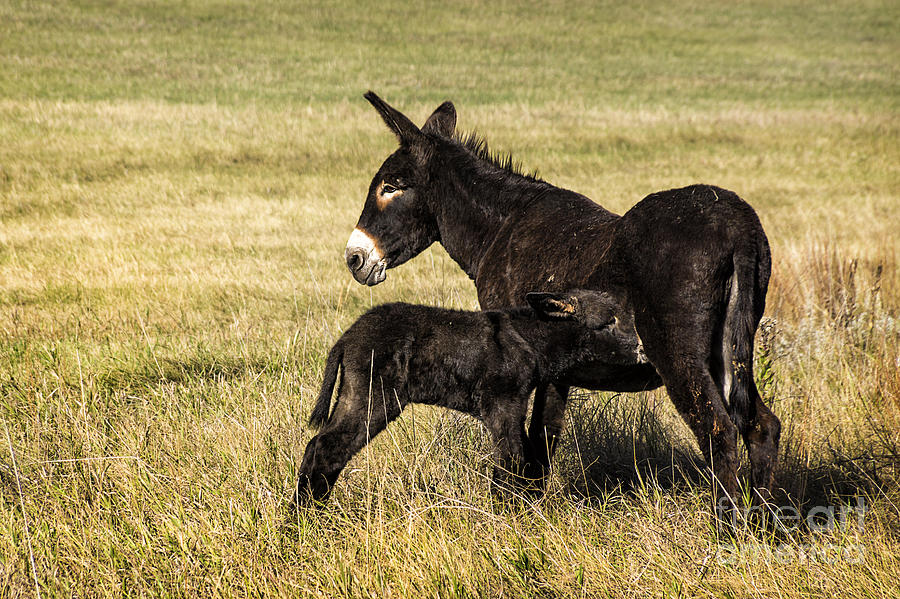 Mealtime For Baby Burro Photograph