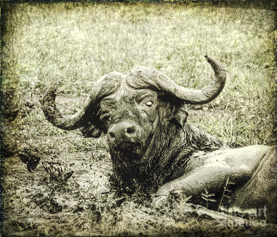 Mean Buffalo Digital Art by Liz Leyden