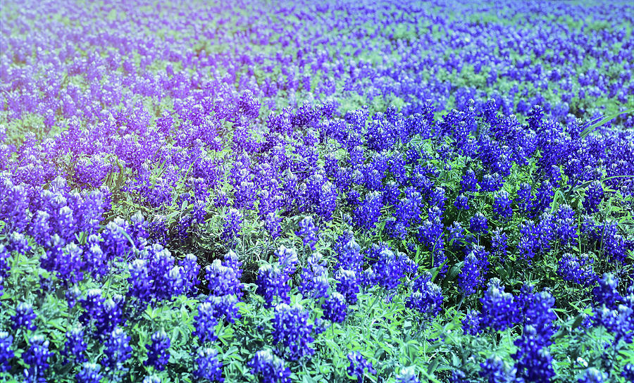 Meandering Bluebonnets Photograph by Judy Vincent