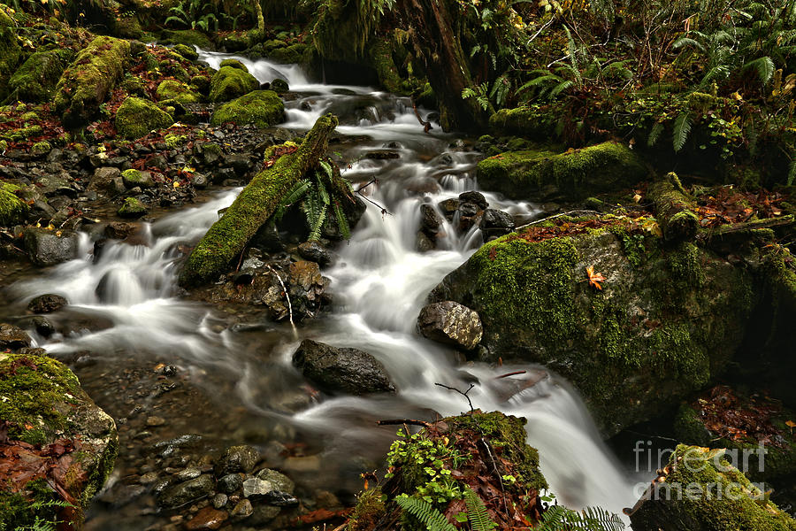 Olympic National Park Photograph - Meandering Through Quinault by Adam Jewell