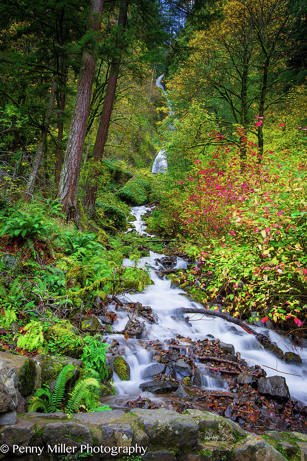 Meandering Through The Fall Foliage Photograph by Penny Miller - Fine ...