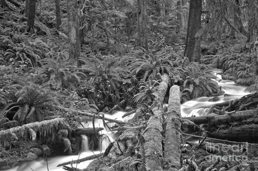 Meandering Through The Rainforest - Black And White Photograph by Adam Jewell