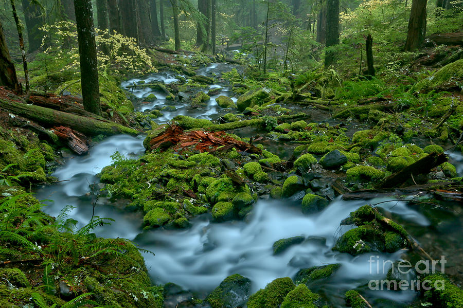 Meandering Through The Sol Duc Rainforest Photograph by Adam Jewell
