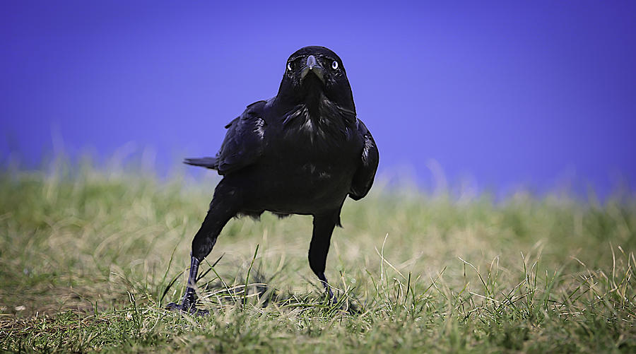 Menacing Crow Photograph by Chris Cousins