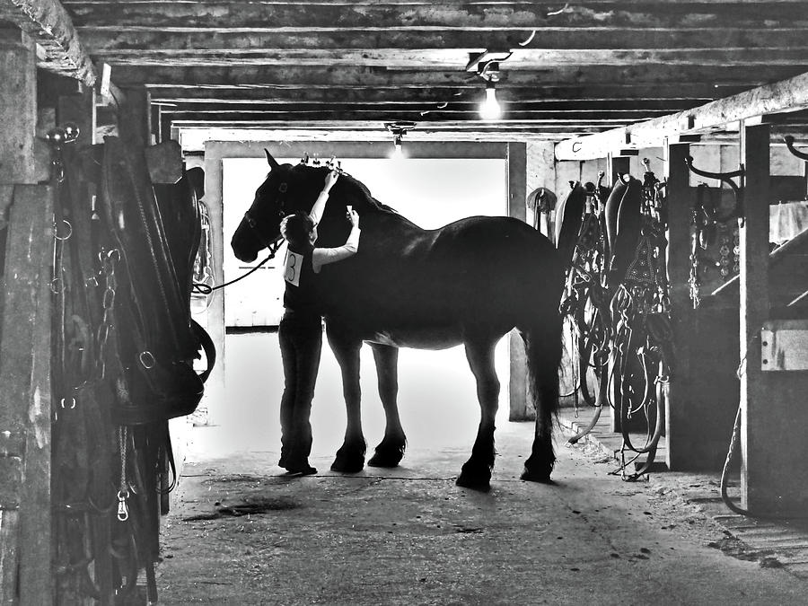 Horse Photograph - Meanwhile Back At The Barn by Al Bourassa