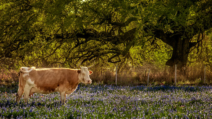 Meat Me In The Bluebonnets Photograph by Melinda Ledsome