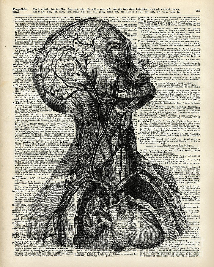 Black And White Drawing - Medical Human Anatomy by Anna W