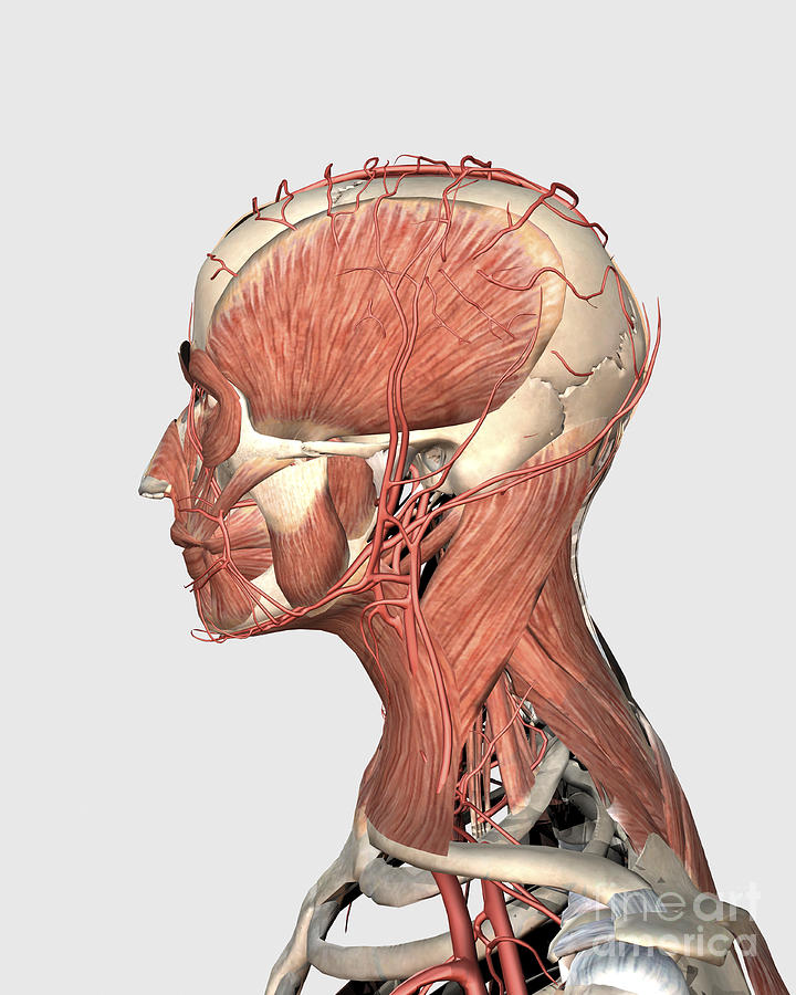 Skull Digital Art - Medical Illustration Showing Human Head by Stocktrek Images