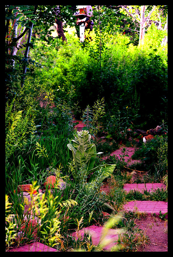 Medicinal Gardens Photograph