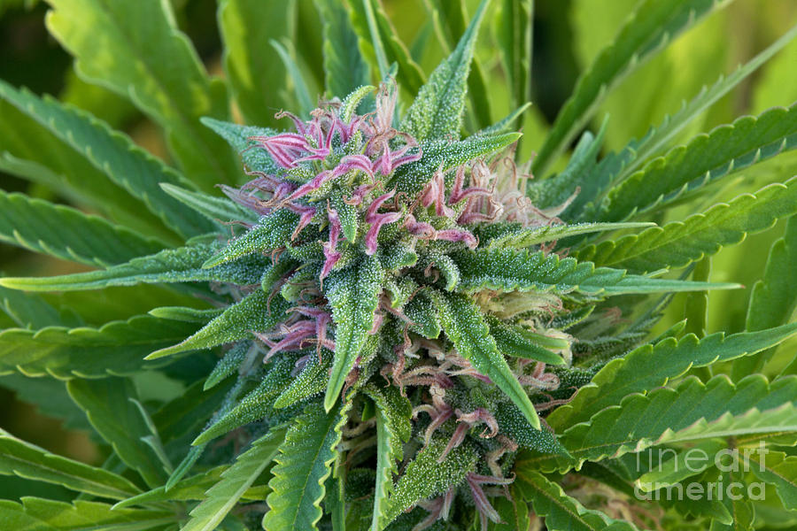 Medicinal Marijuana In Flower Photograph by Inga Spence