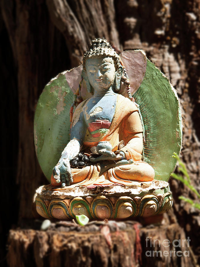 Medicine Buddha with Offerings Photograph by Carol Lynn Coronios