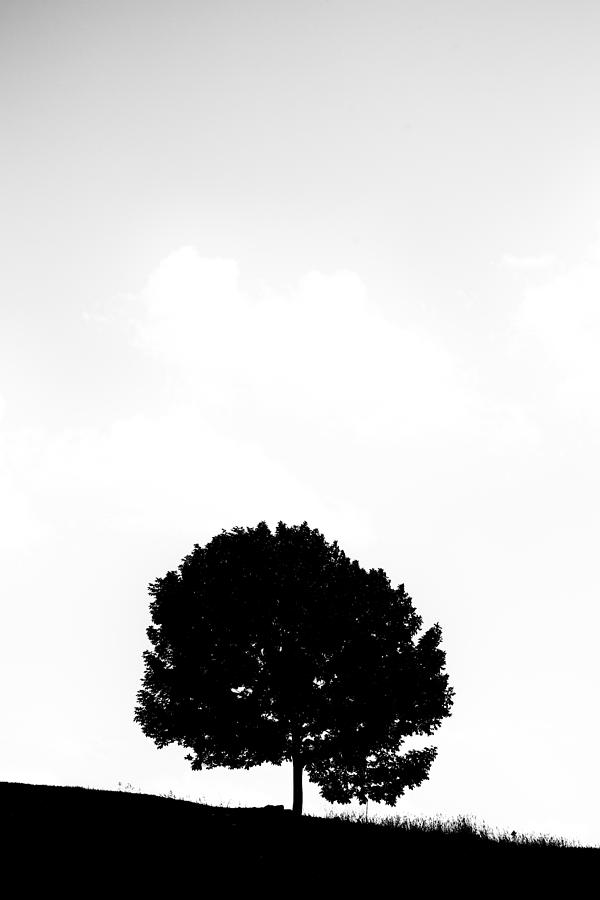 Medicine Tree Photograph