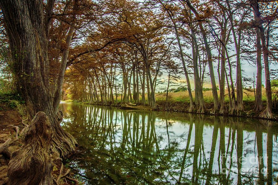 Medina Cypress Reflection by Michael Tidwell Medina Cypress Reflection by Michael Tidwell