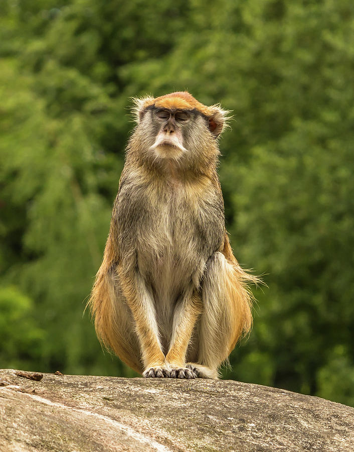 Nature Photograph - Meditating Monkey by Marv Vandehey