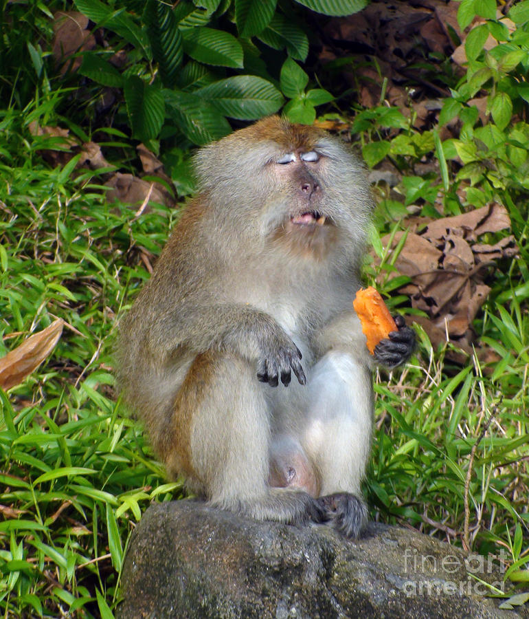 Meditating monkey Photograph by Sergey Lukashin Fine Art America