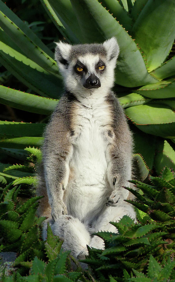 Meditating Ring-tailed Lemur Photograph by Margaret Saheed