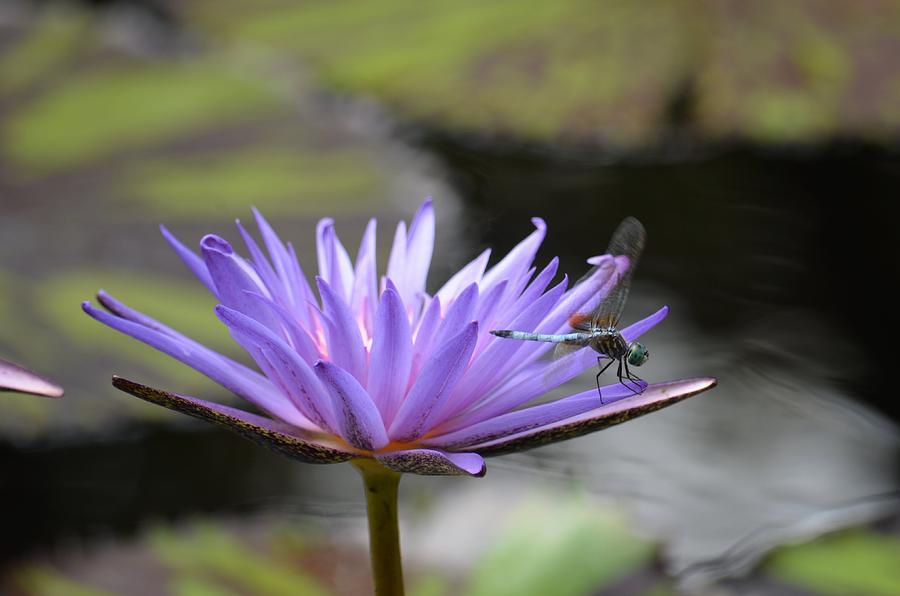 Nature Photograph - Meditation of the Lotus by Maria Urso