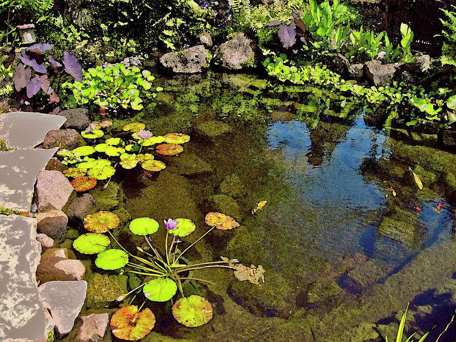 Meditation Pond in Waimea Photograph by Bette Phelan