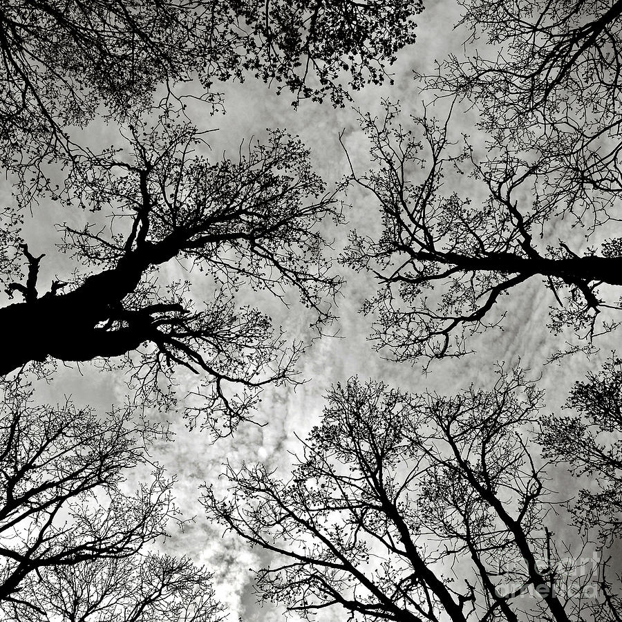Meditative Power of Trees Photograph by Silva Wischeropp