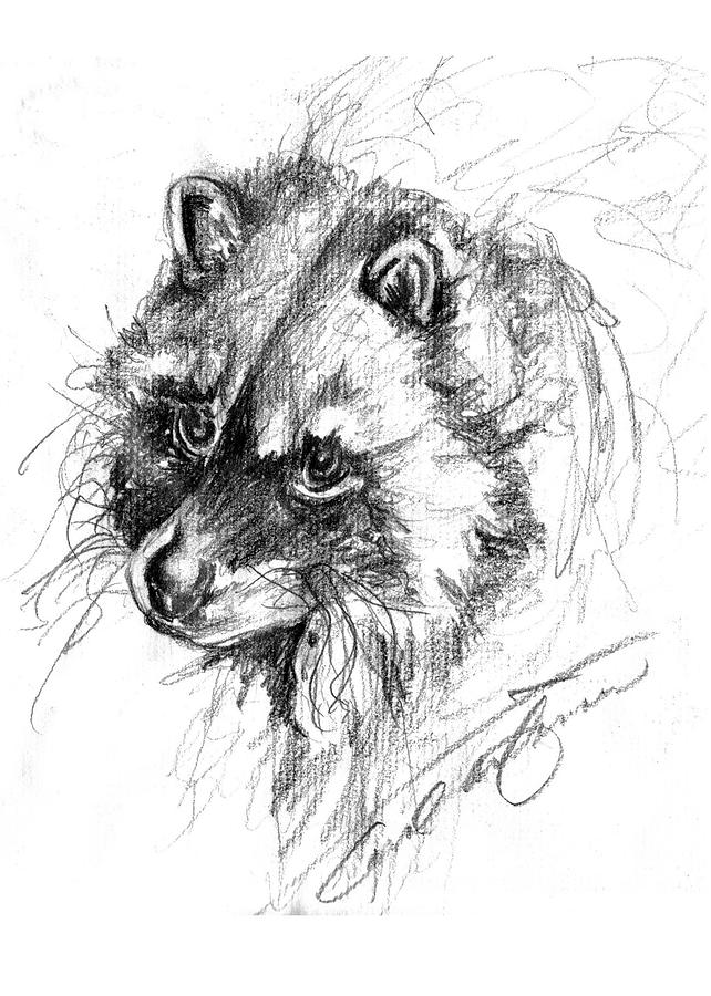 Meditative raccoon Drawing by Carol Allen Anfinsen