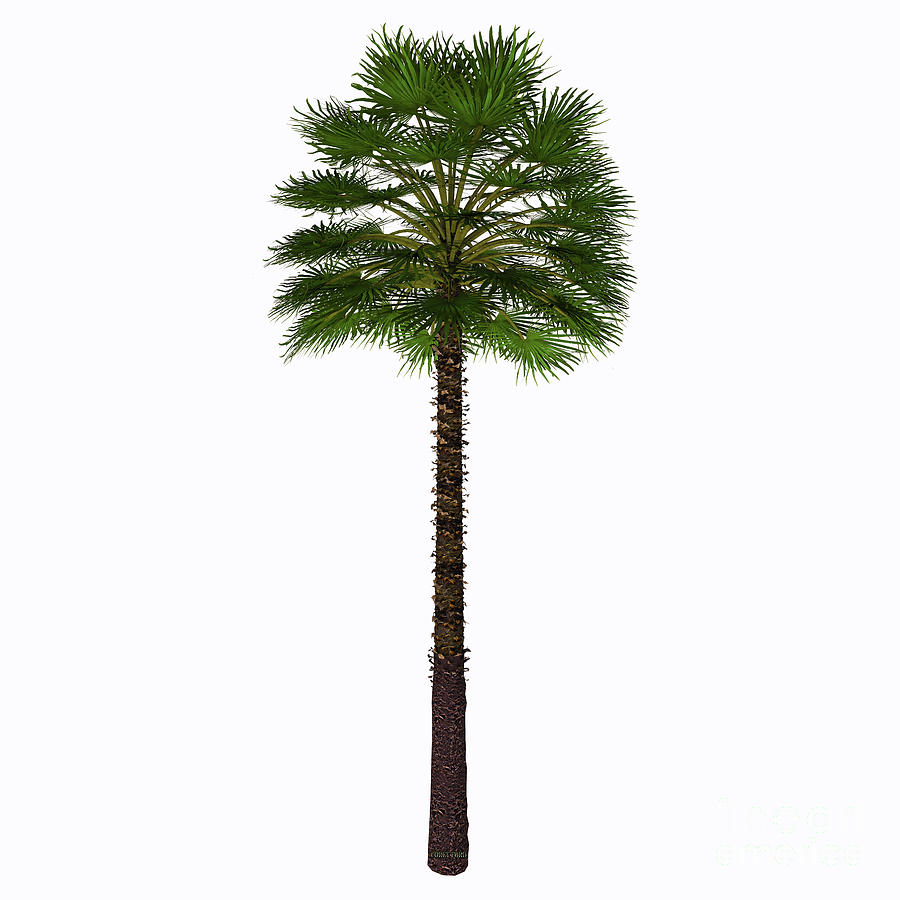 Mediterranean Fan Palm Tree Painting by Corey Ford