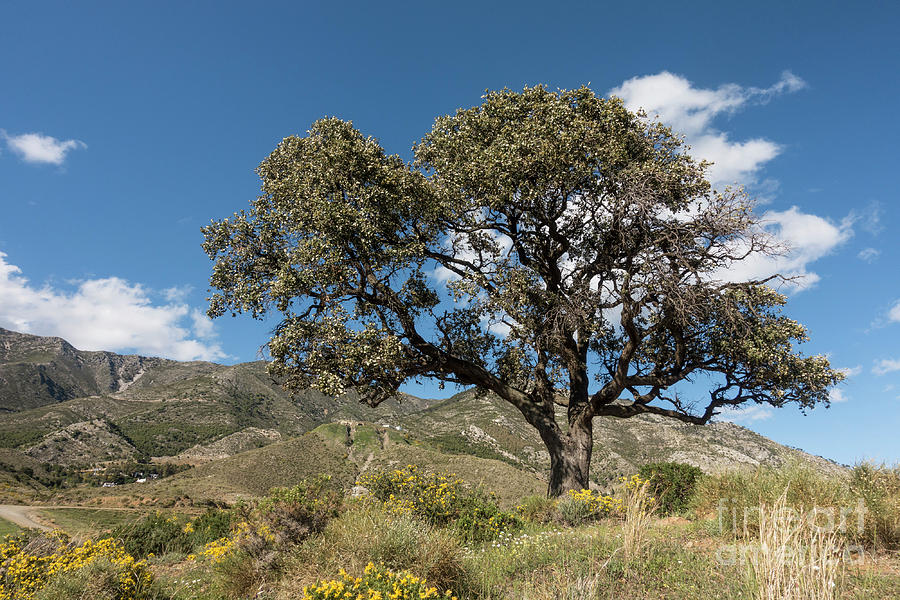 Mediterranean landscape with holly oak or holm oak, Quercus ilex Photograph by Perry Van Munster