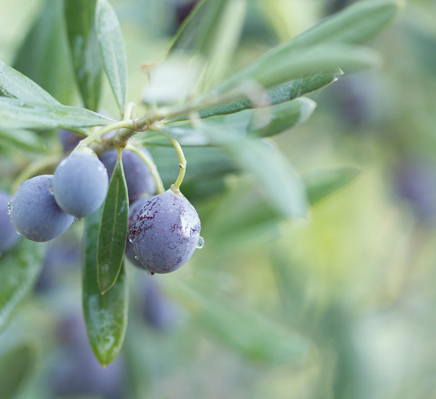 Turkey Photograph - Mediterranean Olives by Svetlana Yelkovan