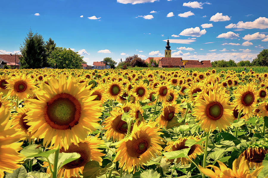 Medjimurje region landscape and sunflower field view Photograph by Brch Photography