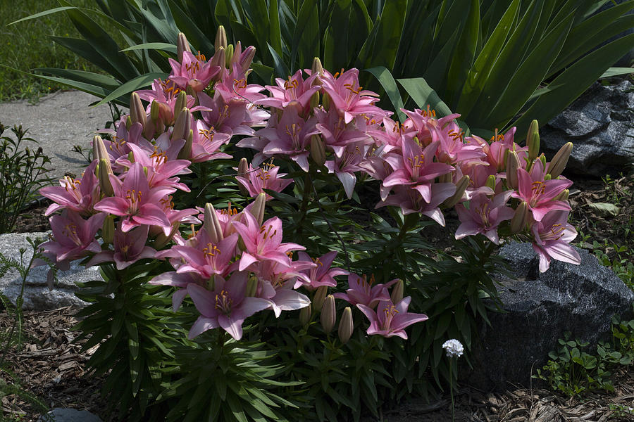 Lily Photograph - Medley by Doug Norkum