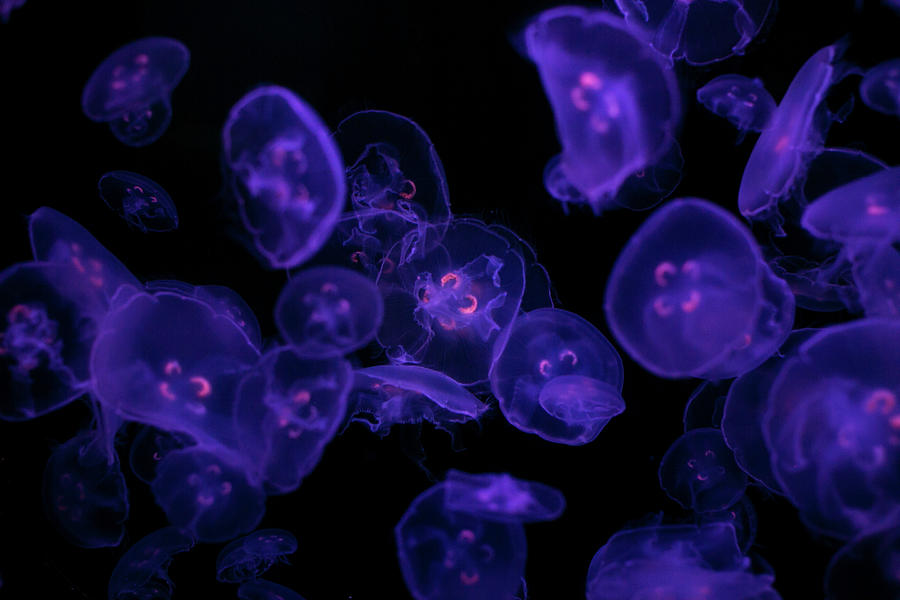 Medusa Jellyfish Photograph by Ariane Moshayedi