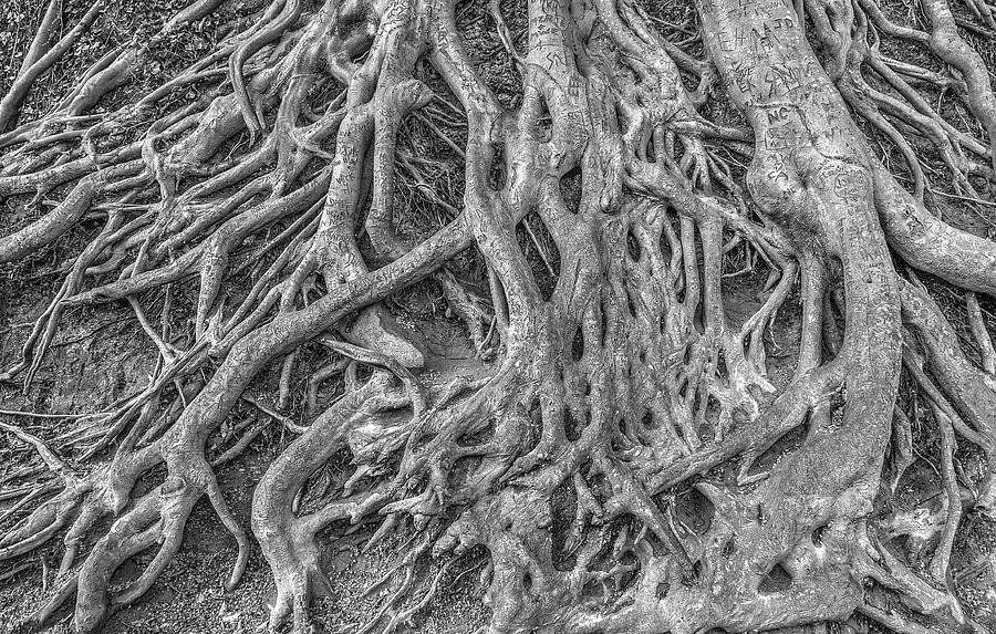 Medusa Roots Photograph by Blaine Owens