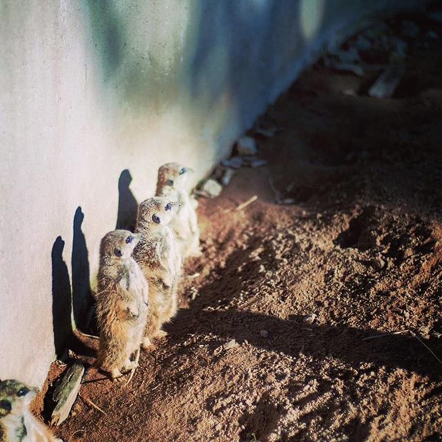 Meercat Lineup - All Ready For The Photograph by Aleck Cartwright