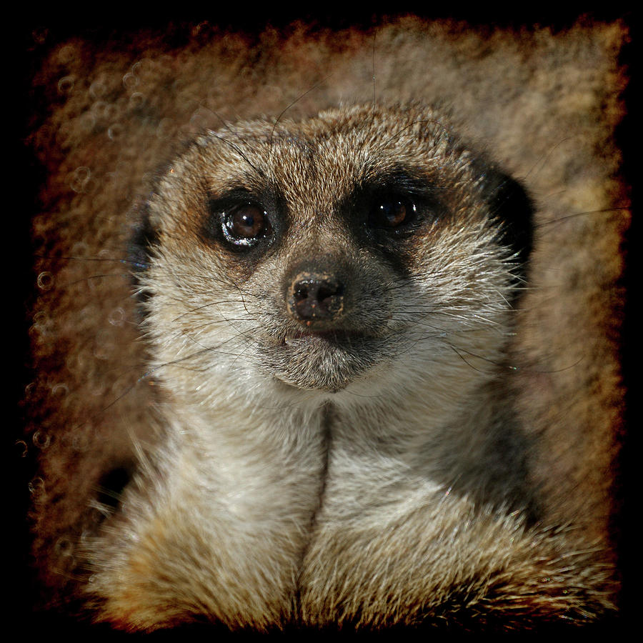 Meerkat Photograph - Meerkat 4 by Ernest Echols