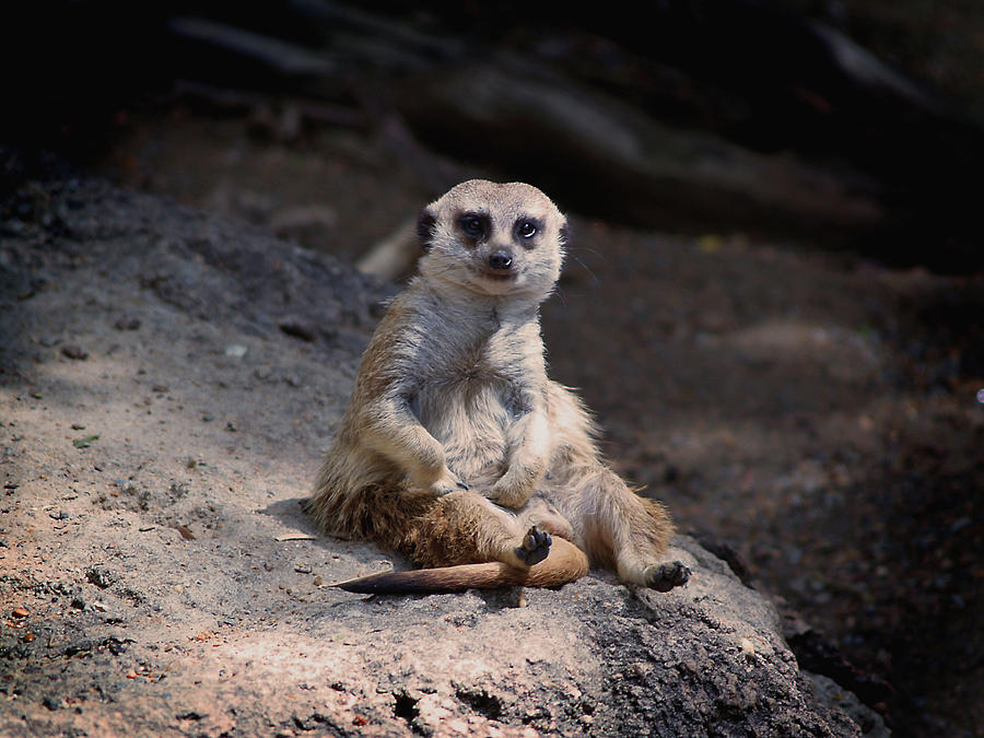 Animal Photograph - Meerkat by Brenon Hensley