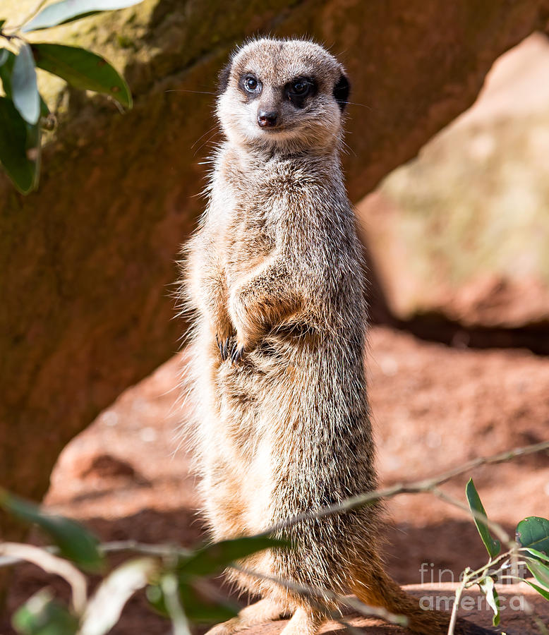 Meerkat Photograph by Colin Rayner