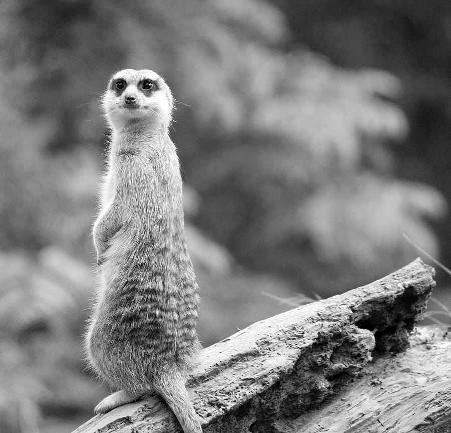 Meerkat Photograph by Ed James