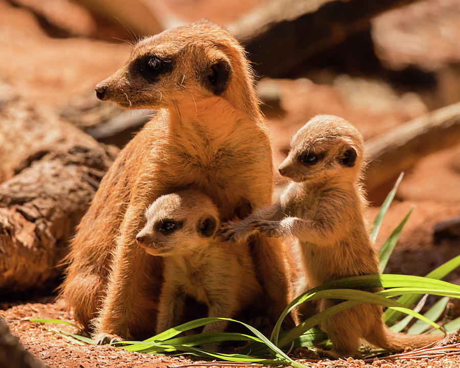 Meerkat Family Photograph by Dawn Currie
