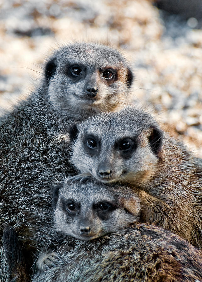 Meerkat Family Photograph by Ginger Wakem