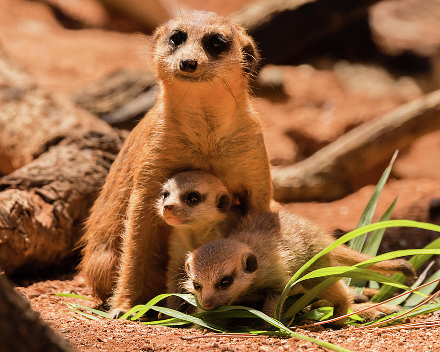 Meerkat Family II Photograph by Dawn Currie