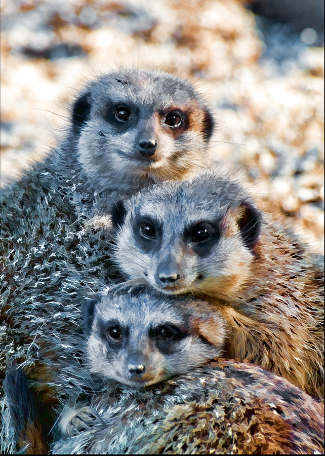 Meerkat Familys Bright Eyes Photograph