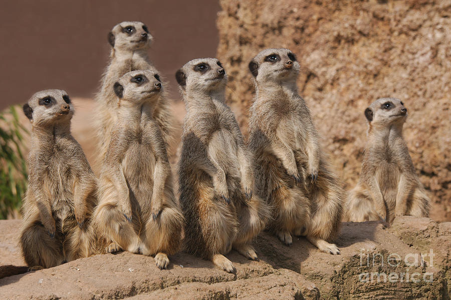 Meerkat Gang Photograph by MSVRVisual Rawshutterbug - Fine Art America