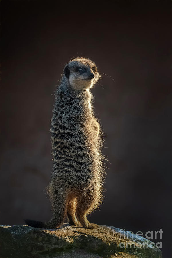Meerkat Guard Duty Photograph by Philip Preston