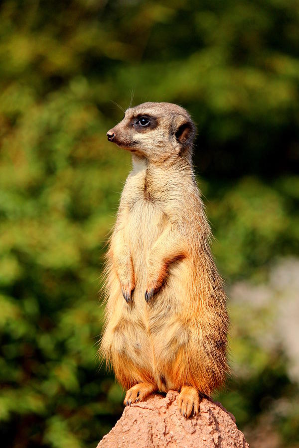 Animal Photograph - Meerkat by Heike Hultsch