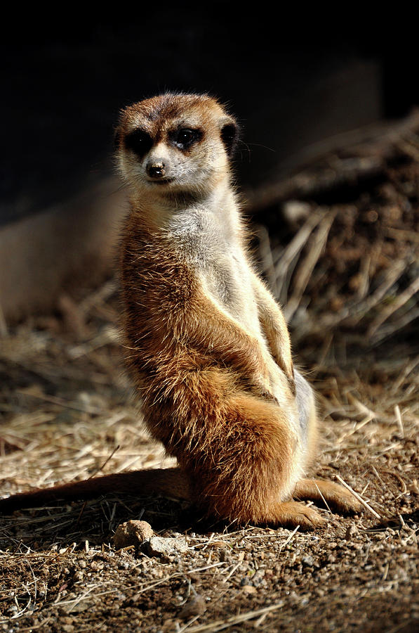 Meerkat Hmph Photograph by Ryan Lubit
