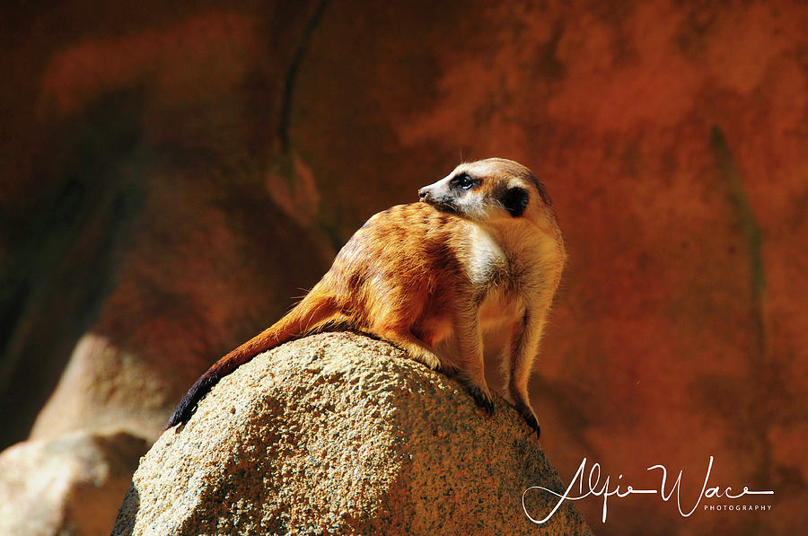 Meerkat Photograph - Meerkat II by Alfie Wace