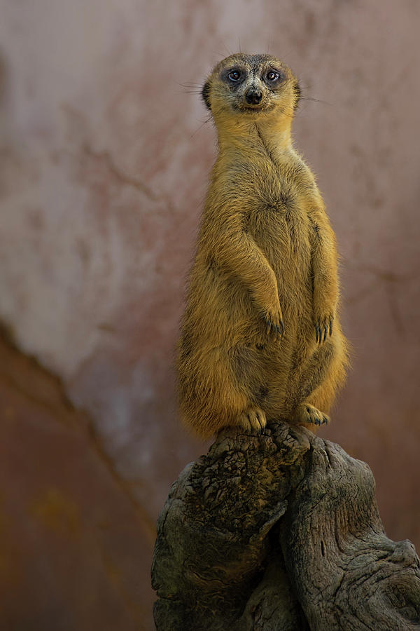 Meerkat in Perfect Balance Photograph by Mitch Spence